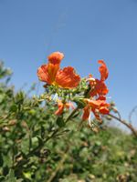 Clerodendron uncinatum fl6-t.JPG